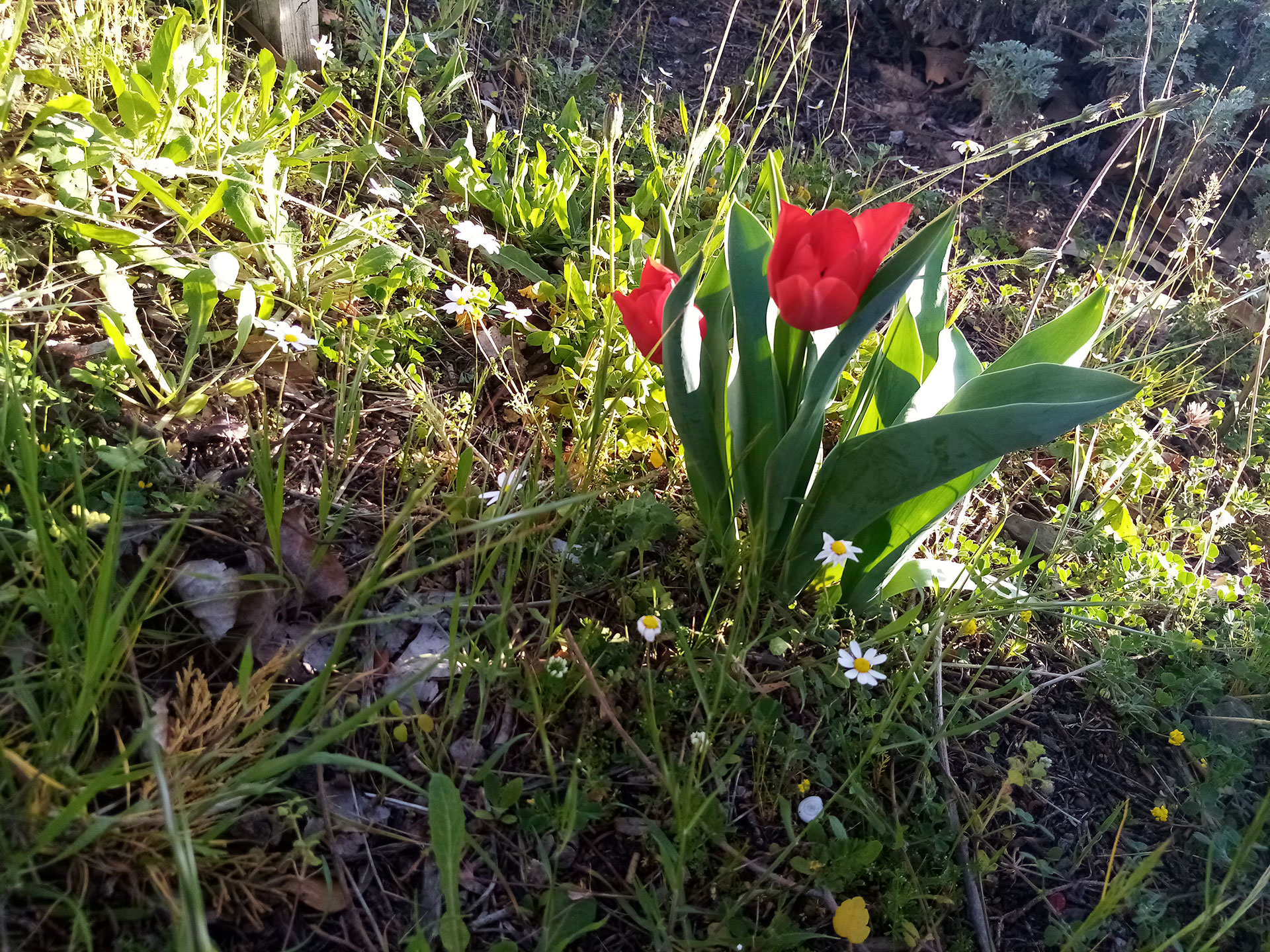 Akros Oreon Green Hotel Crete Gardens 450