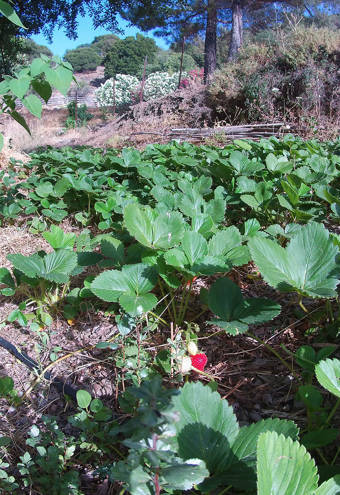 Akros Oreon Green Hotel Crete Gardens 055