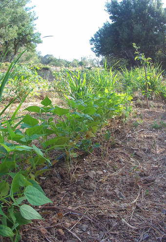 Akros Oreon Green Hotel Crete Gardens 059